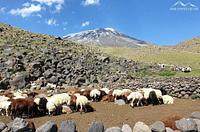 Ararat Trip - 