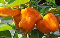 CryptoPeppers - cryptopeppers_1663169912.jpg