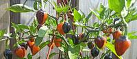 CryptoPeppers - cryptopeppers_1663181612.jpg