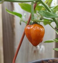 CryptoPeppers - cryptopeppers_1663181549.jpg
