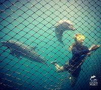 Dolphin Project - dolphin-project_1628788557.jpg