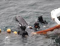 Dolphin Project - dolphin-project_1628788556.jpg