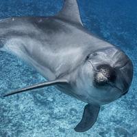 Dolphin Project - dolphin-project_1628788555.jpg
