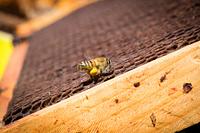 Forever Bee - forever-bee_1622495400.jpg