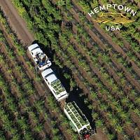 Hemptown USA - hemptown-usa_1628788094.jpg