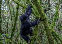 Virunga National Park - virunga-national-park_1628788573.jpg