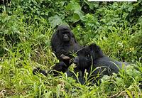 Virunga National Park - virunga-national-park_1628788574.jpg