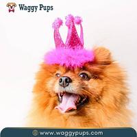 Waggy Pups - 